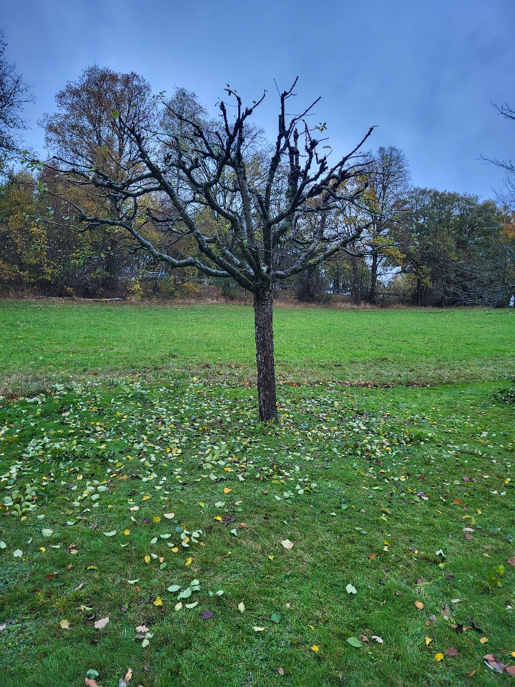 Baum & Heckenschnitt 5