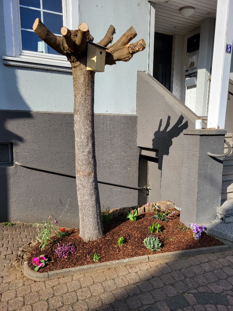 Baum & Heckenschnitt 7